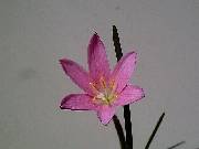 Zephyranthes macrosiphon